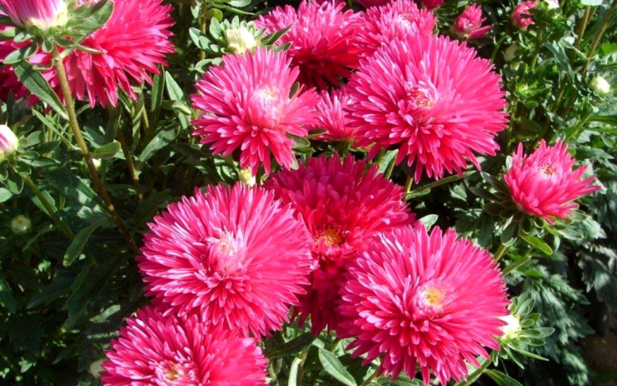 Астра кустовая