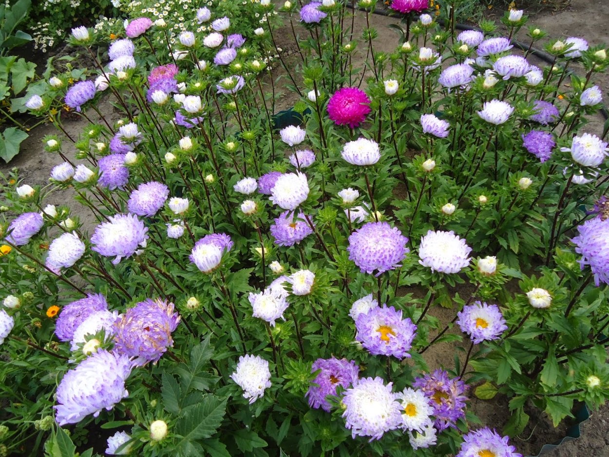 Астра красивоцветущая