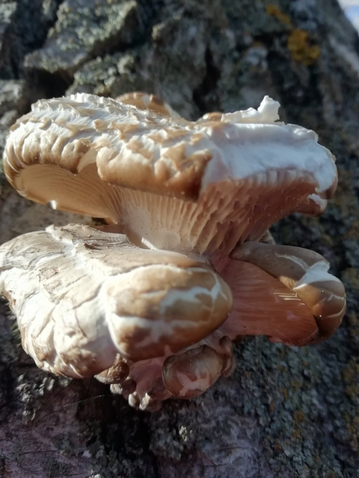 Вёшенка дубовая