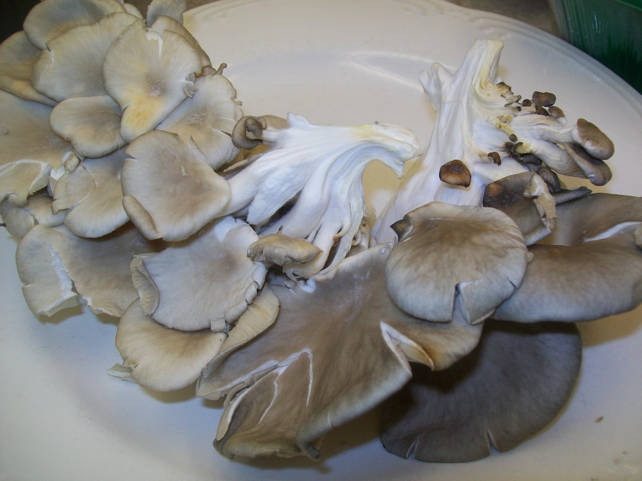 Гриб вешенка рисунок