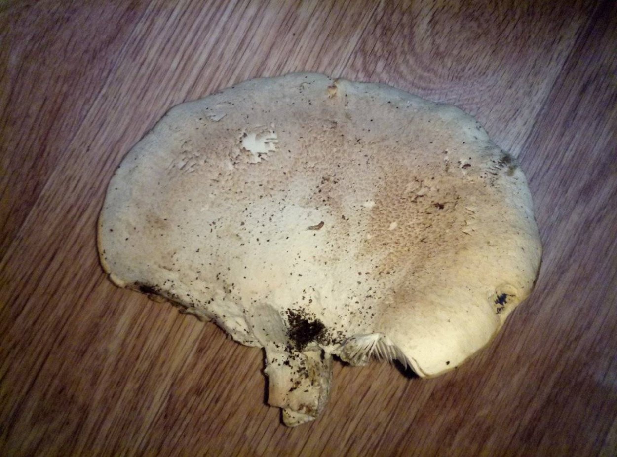 Вешенка дубовая съедобная или нет