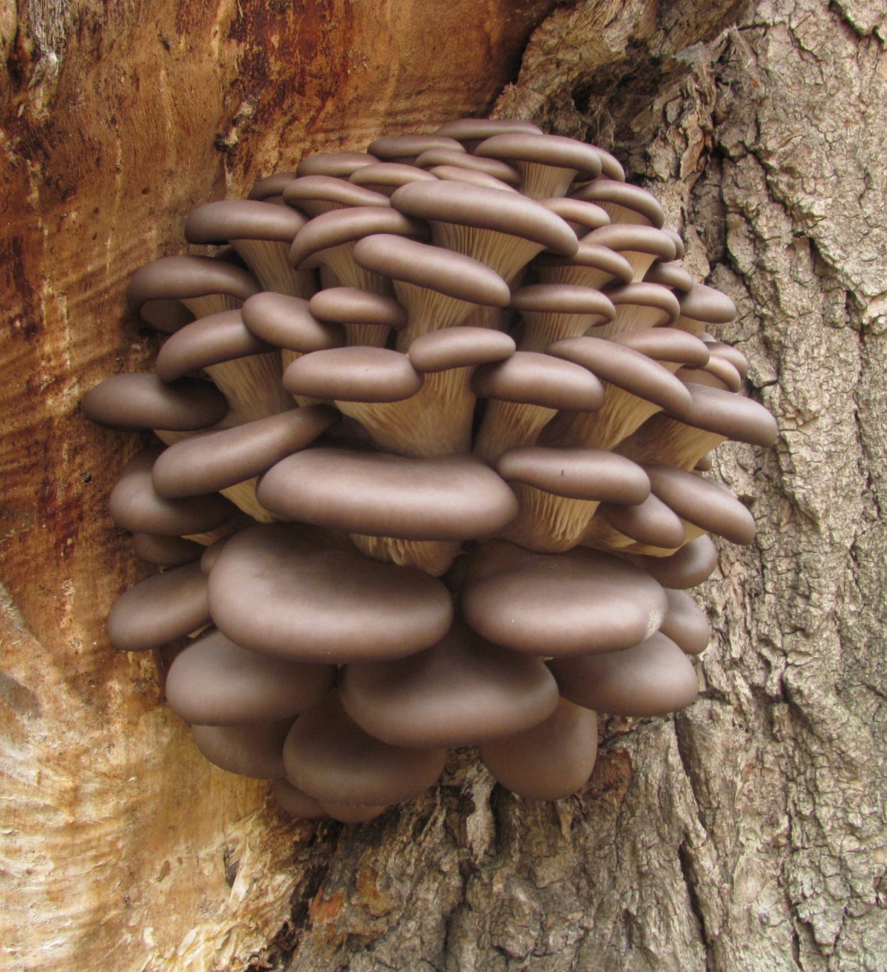 Грибы вешенки