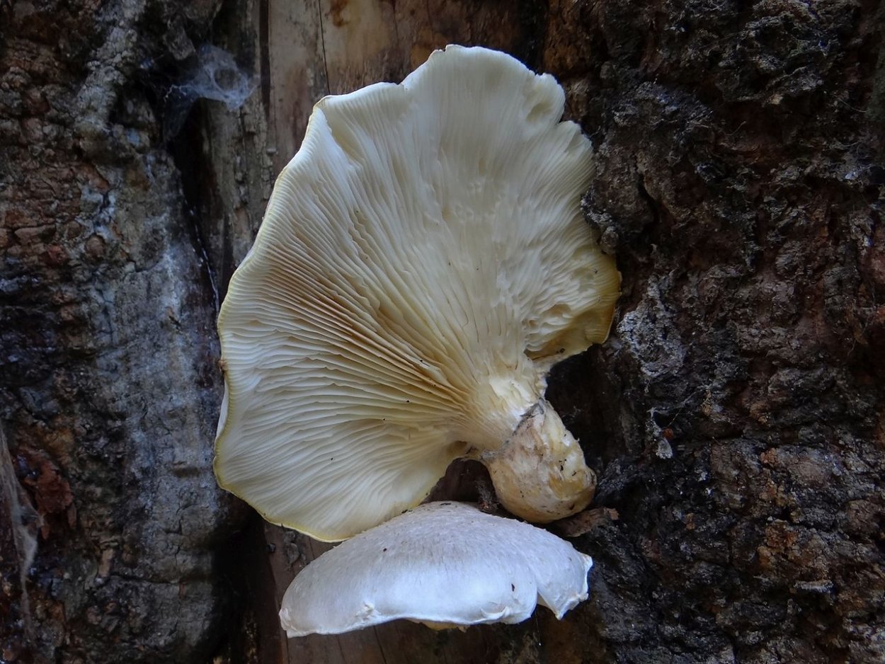 Вешенка дубовая Pleurotus dryinus