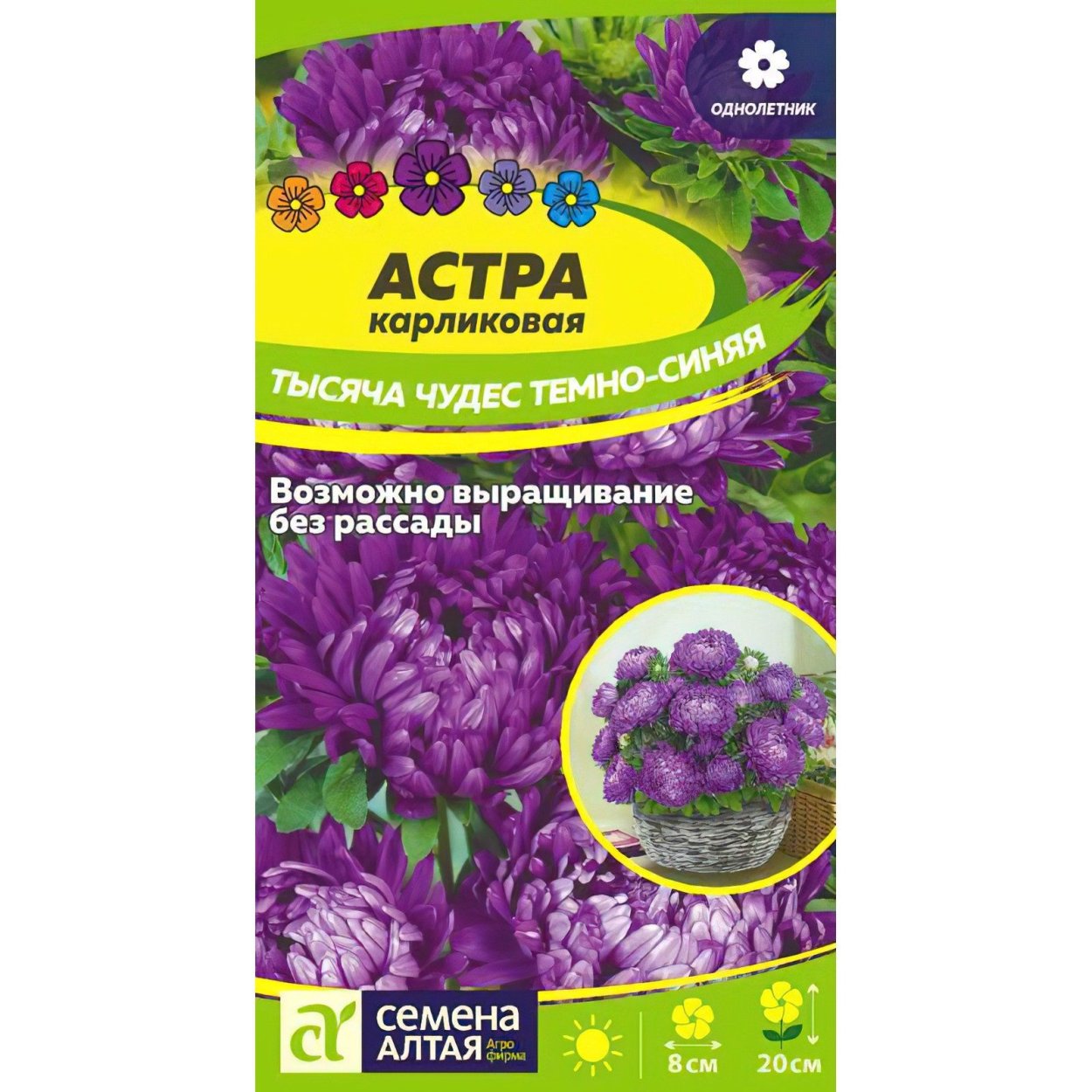 Астра кустарниковая Розенвихтель