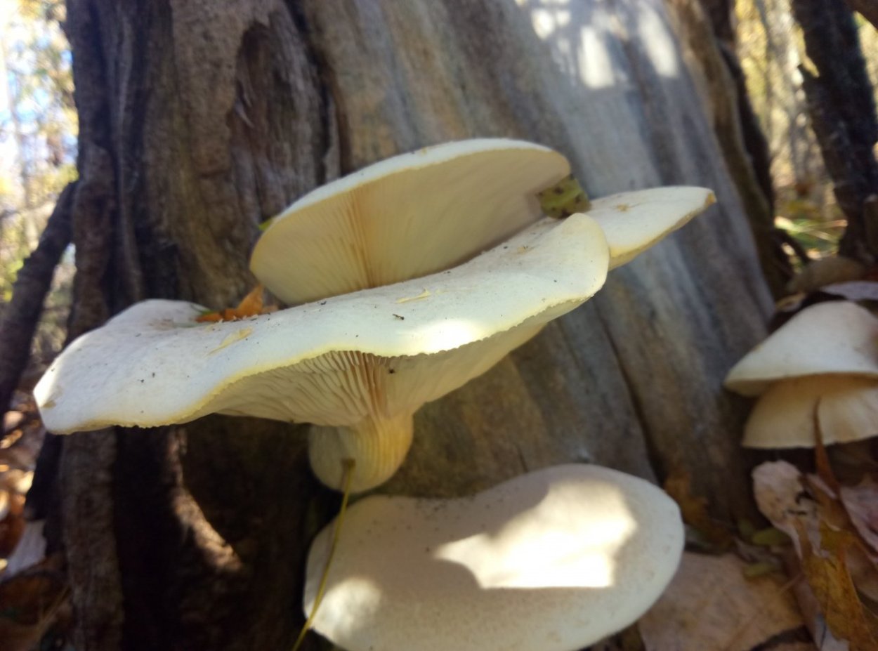 Pleurotus dryinus