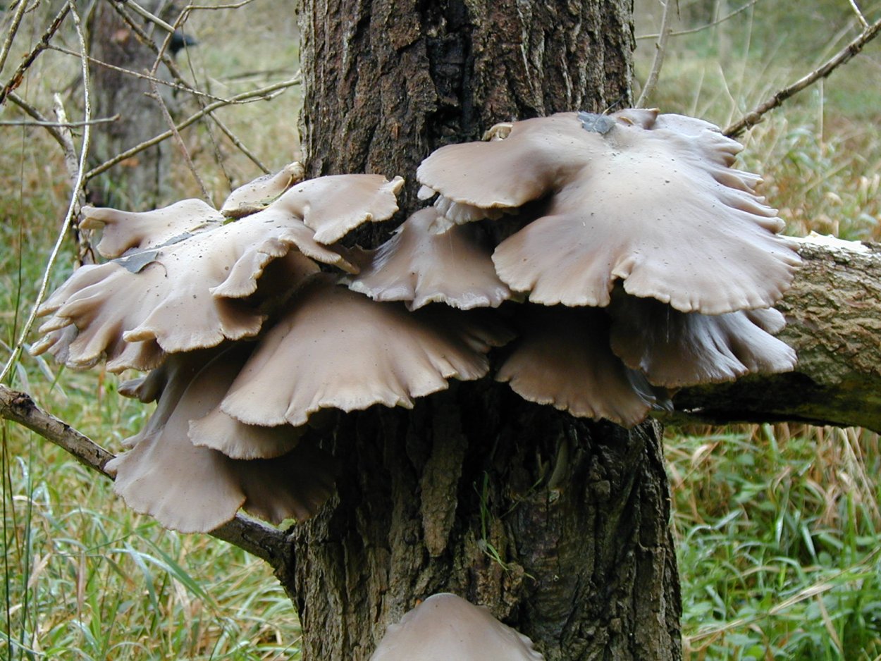 Гриб вёшенка дубовая