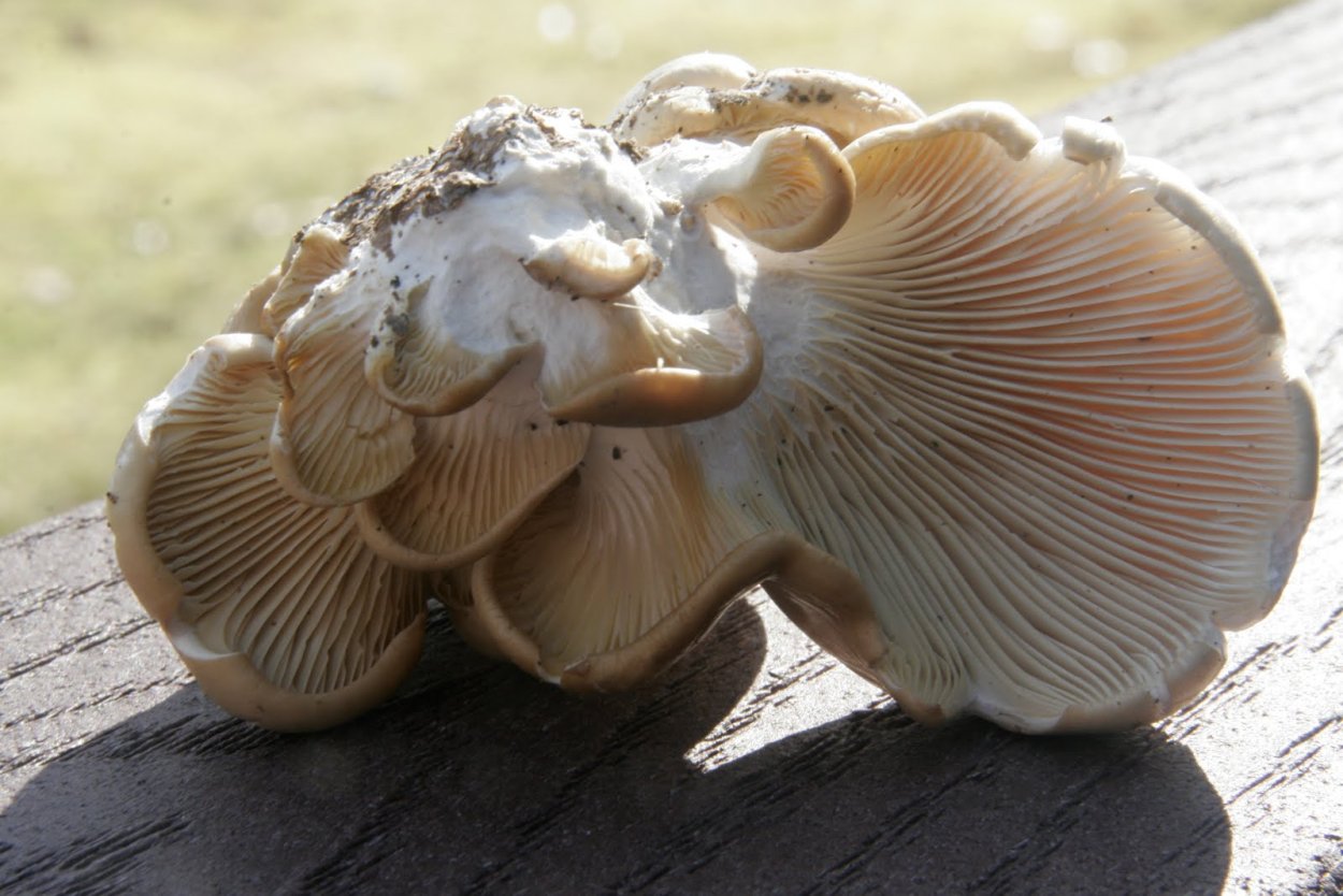 Вешенки сырые