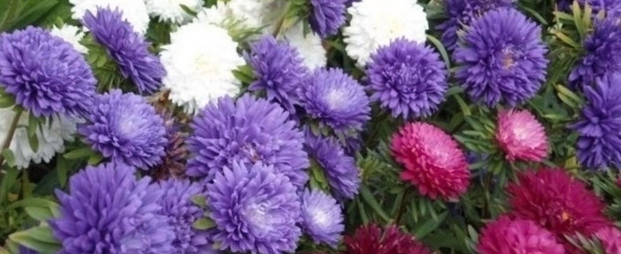 Астра кустарниковая Aster dumosus