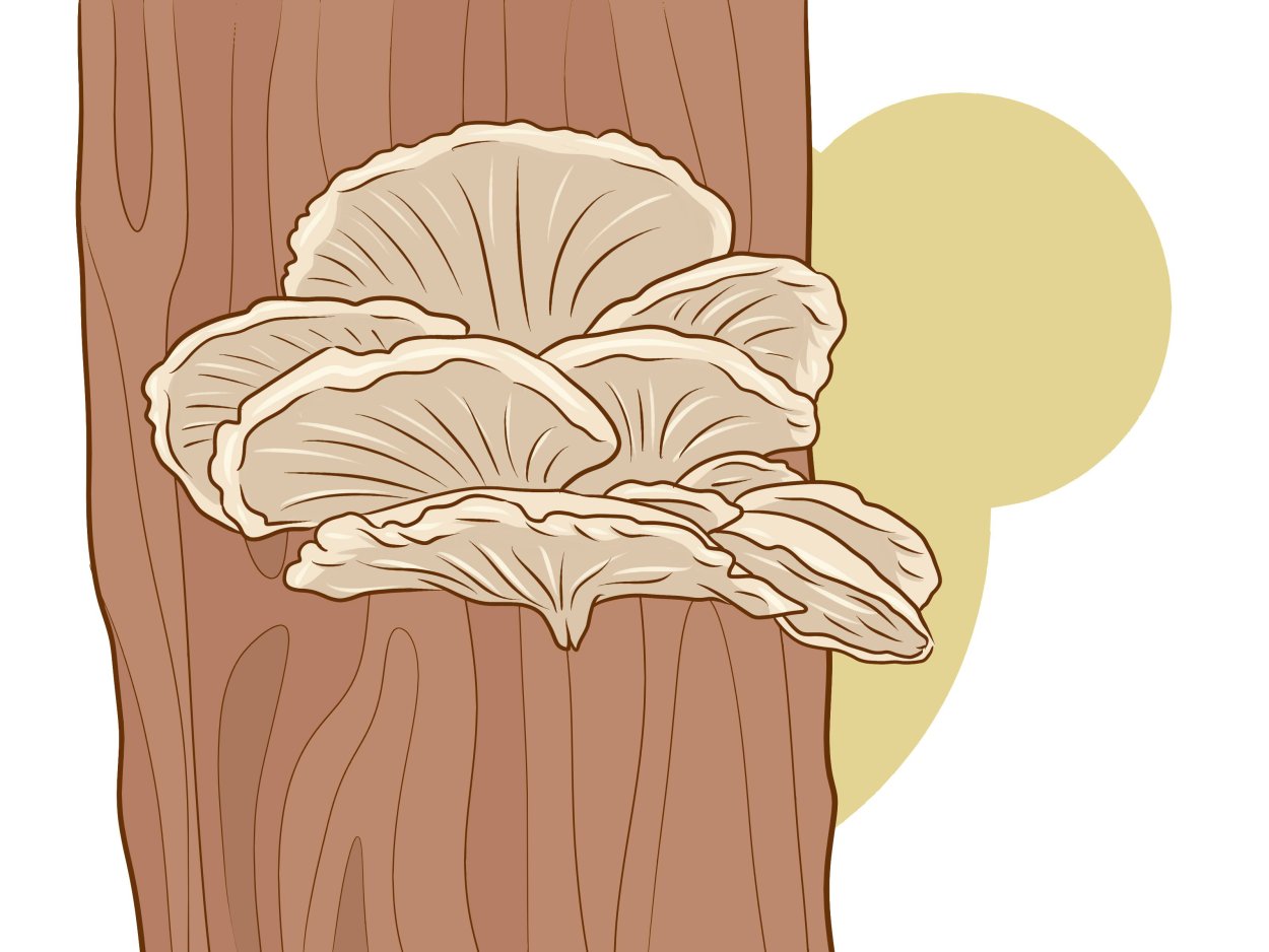 Грибница вешенки в мешках