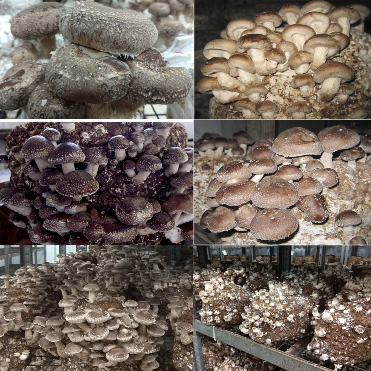 Вешенка обыкновенная (Pleurotus ostreatus)