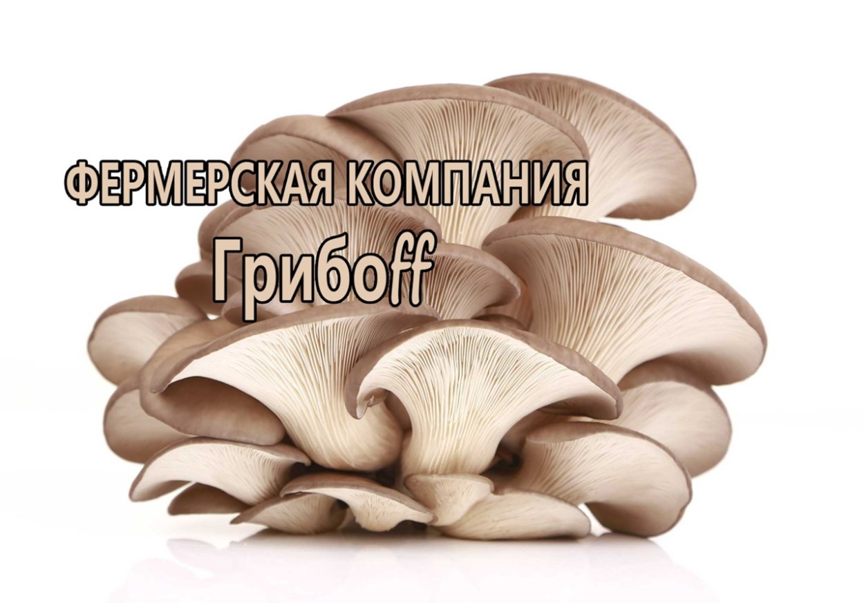 Вешенка на дереве