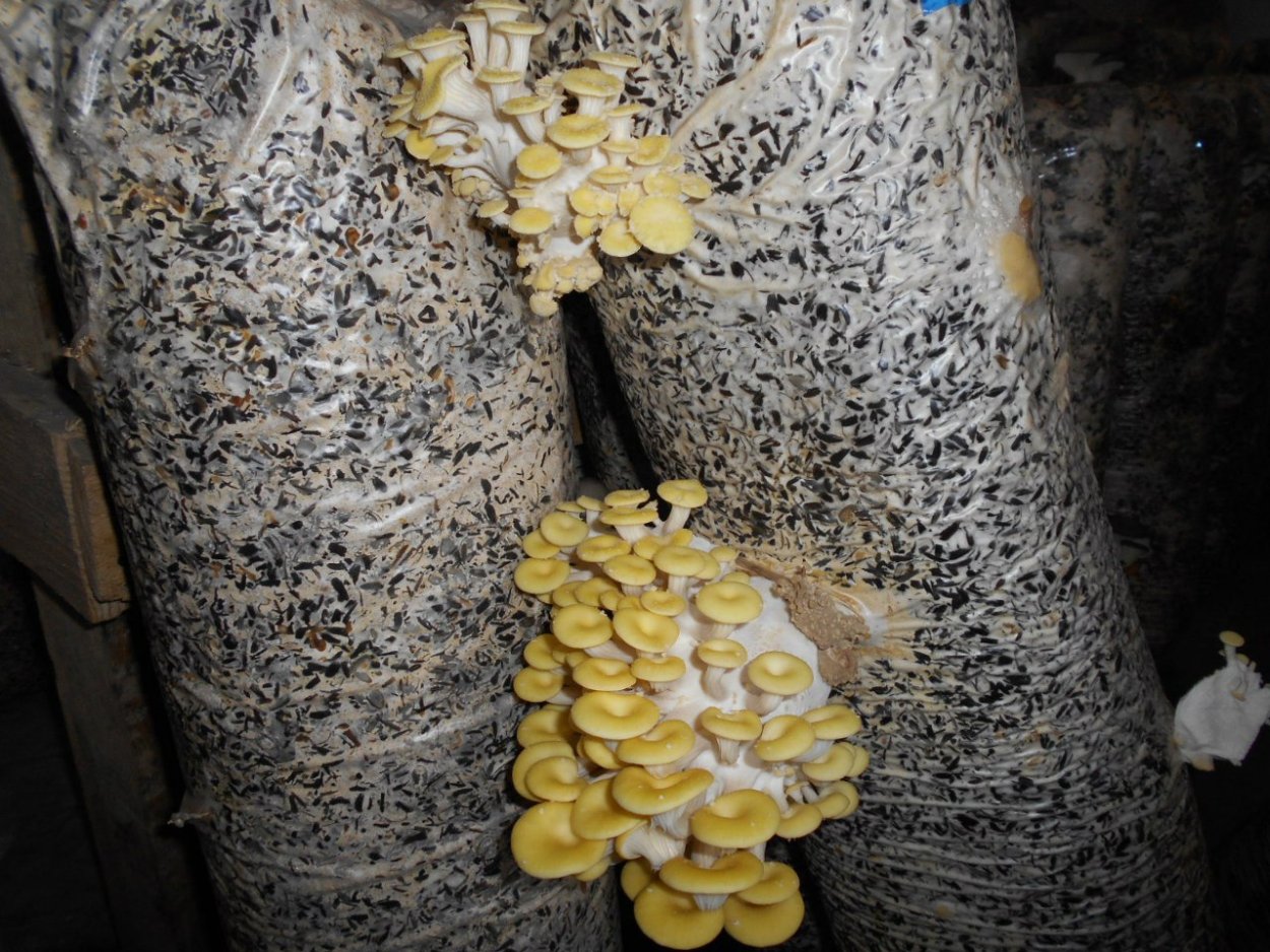 Вешенка дубовая Pleurotus dryinus