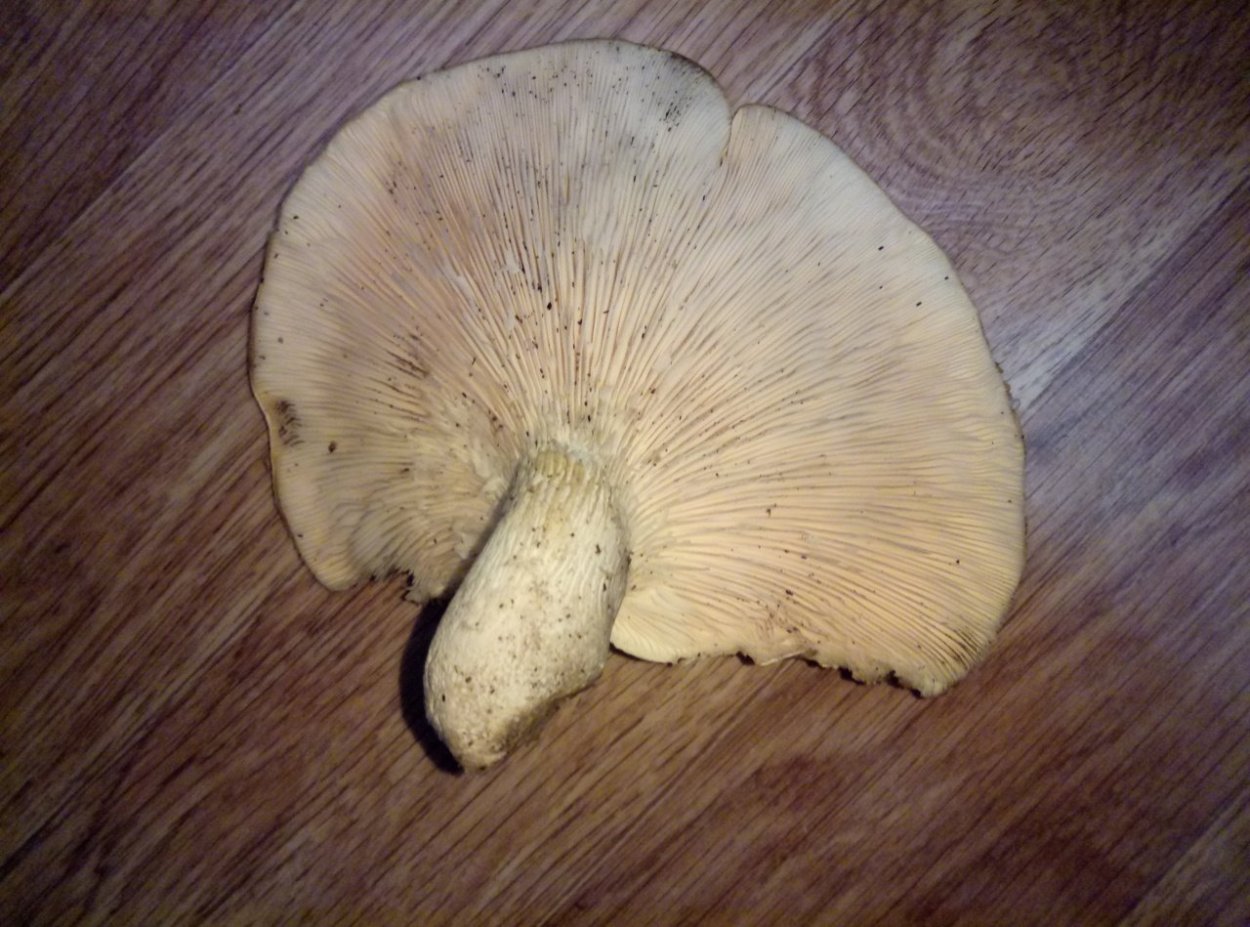 Pleurotus dryinus