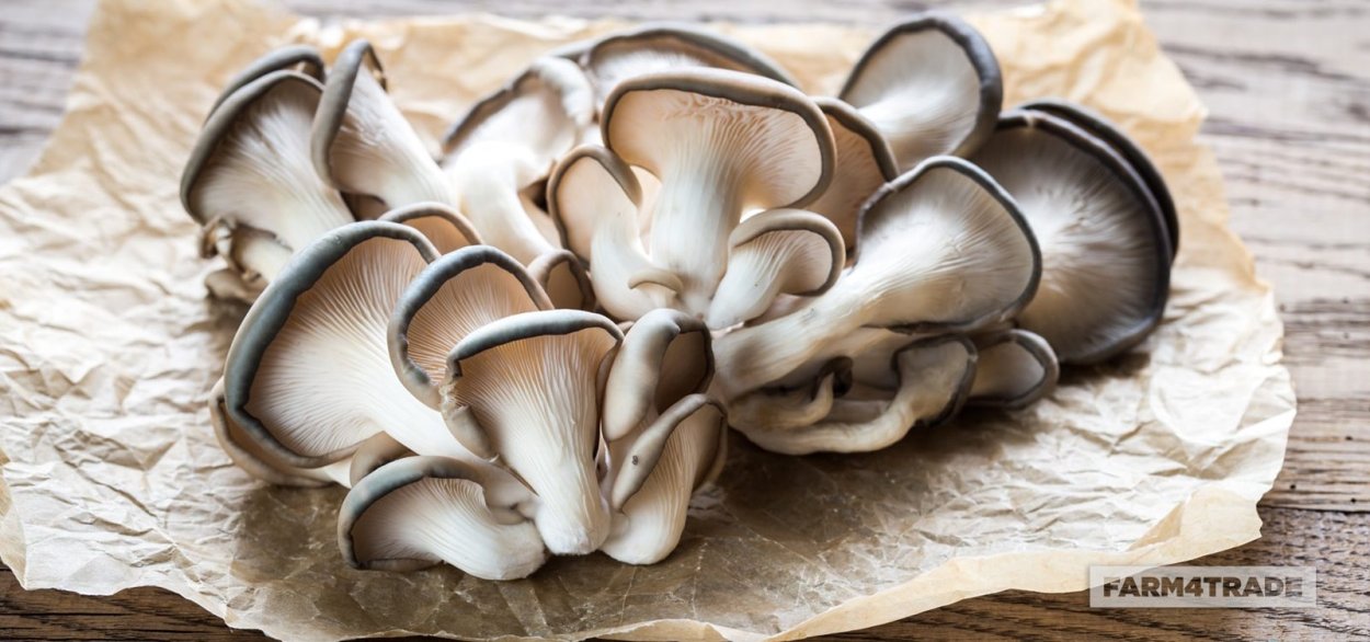 Грибы вешенка 300 гр