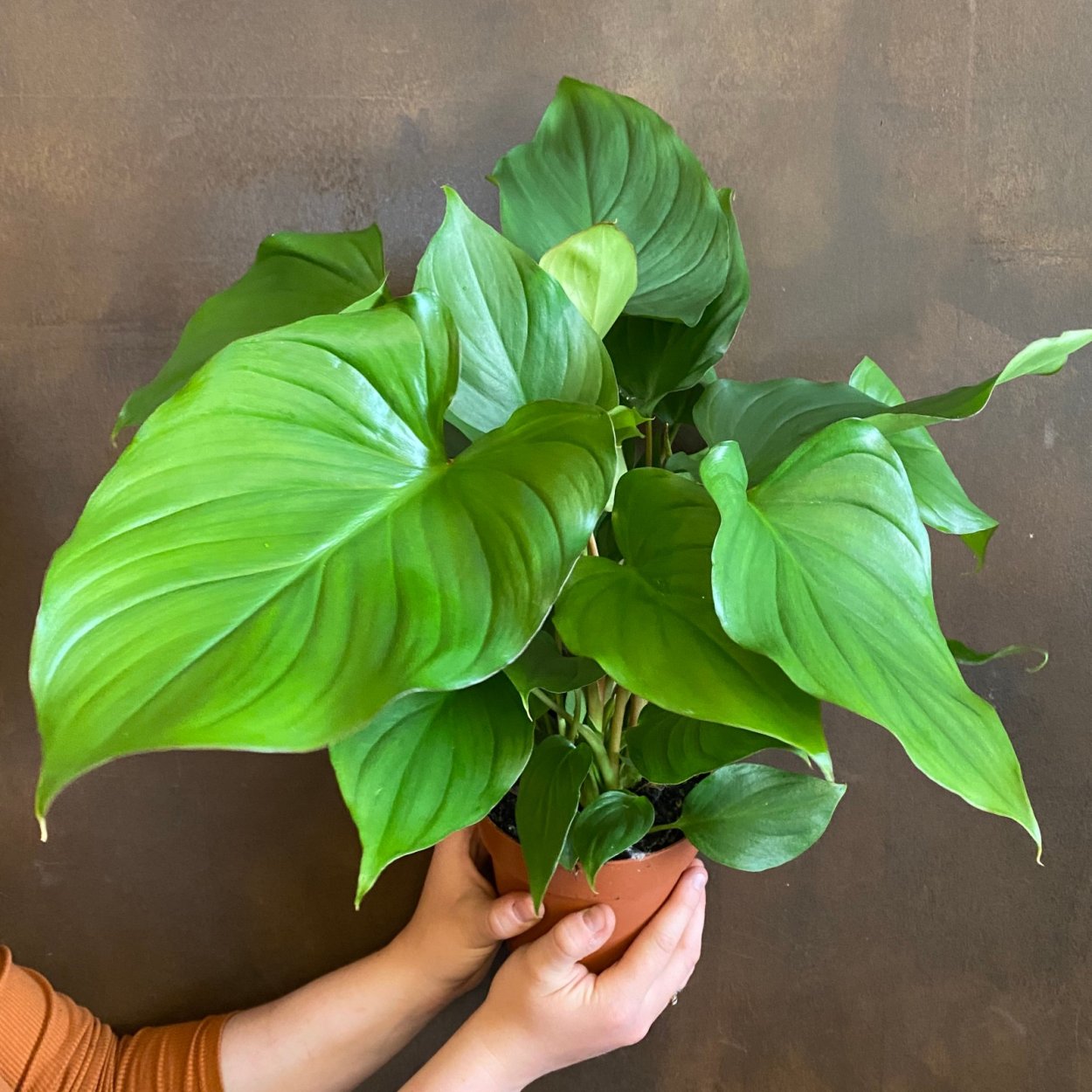 Хомаломена rubescens 'Maggy'