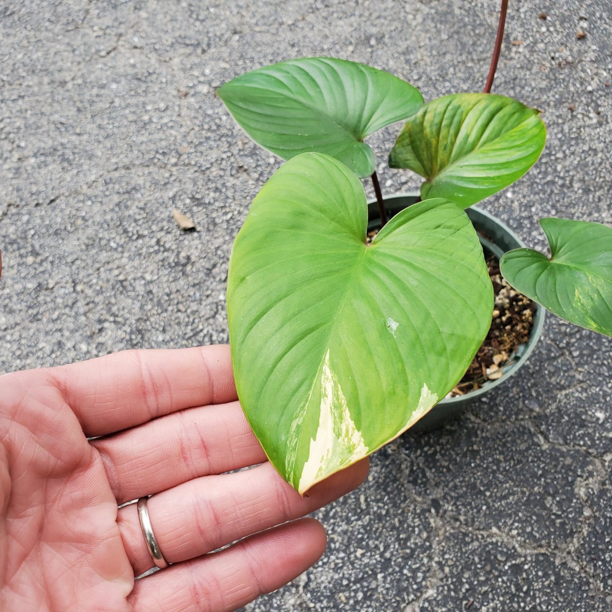 Хомаломена камуфляж