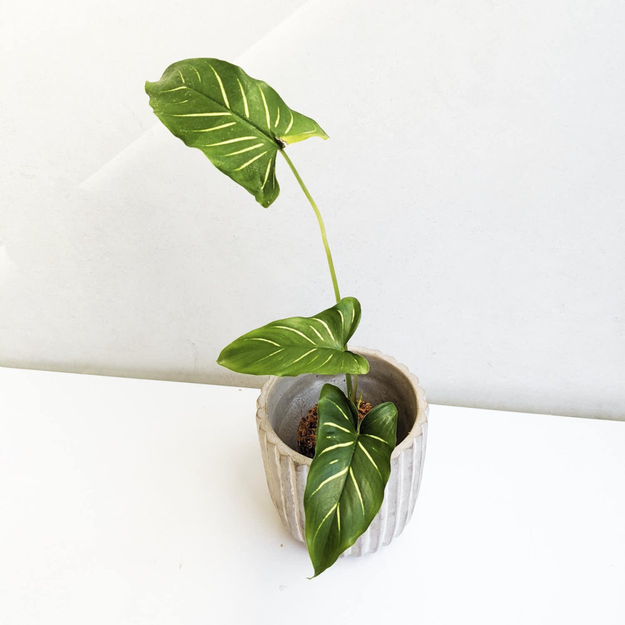 Хомаломена Мэгги