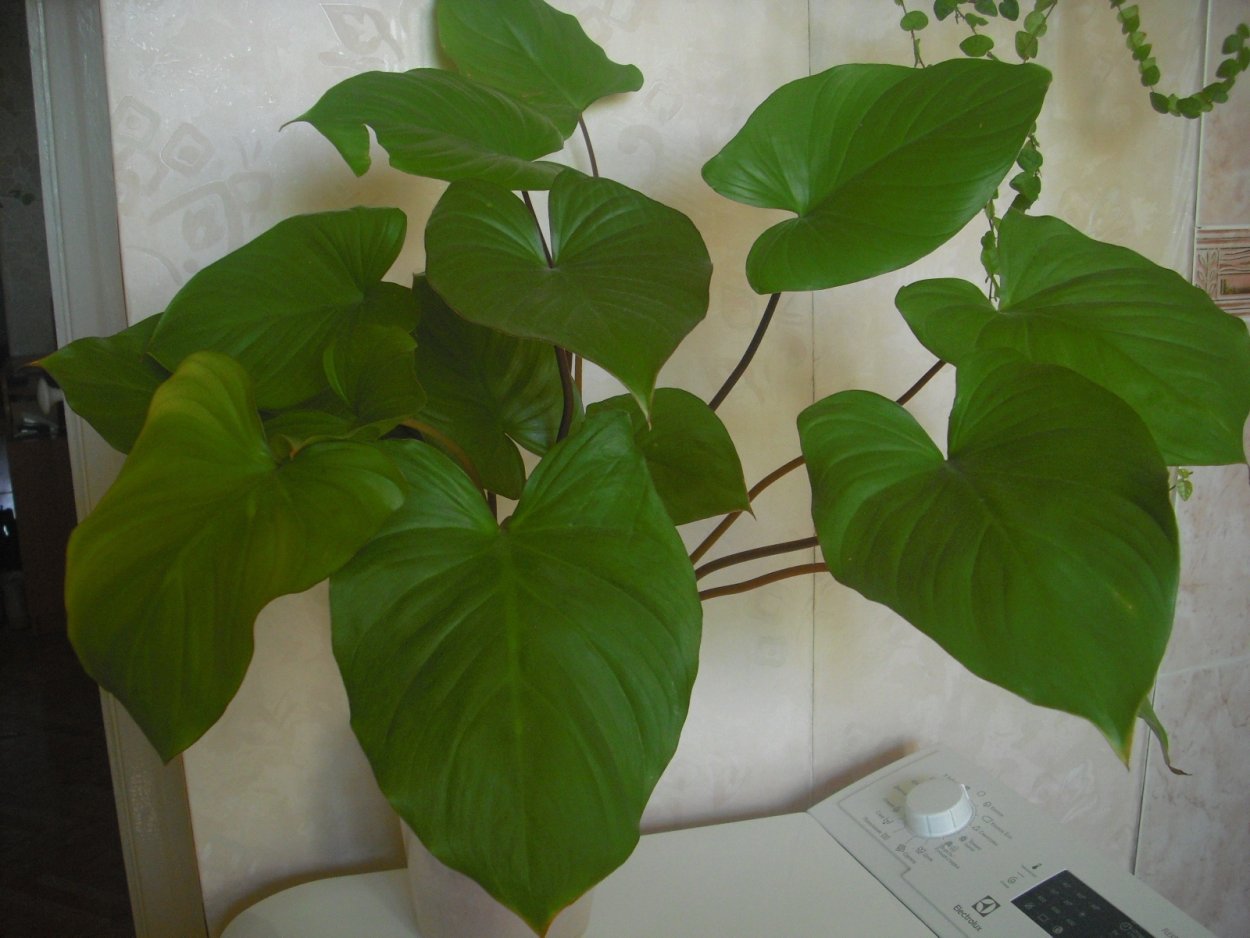 Homalomena rubescens 'Silver Splash' (Special).