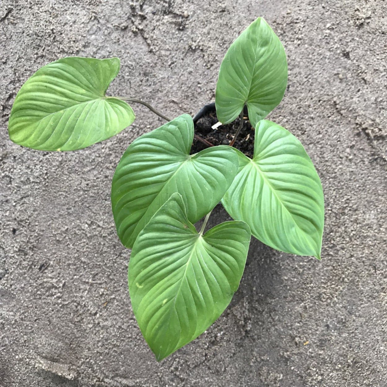 Хомаломена Emerald Gem