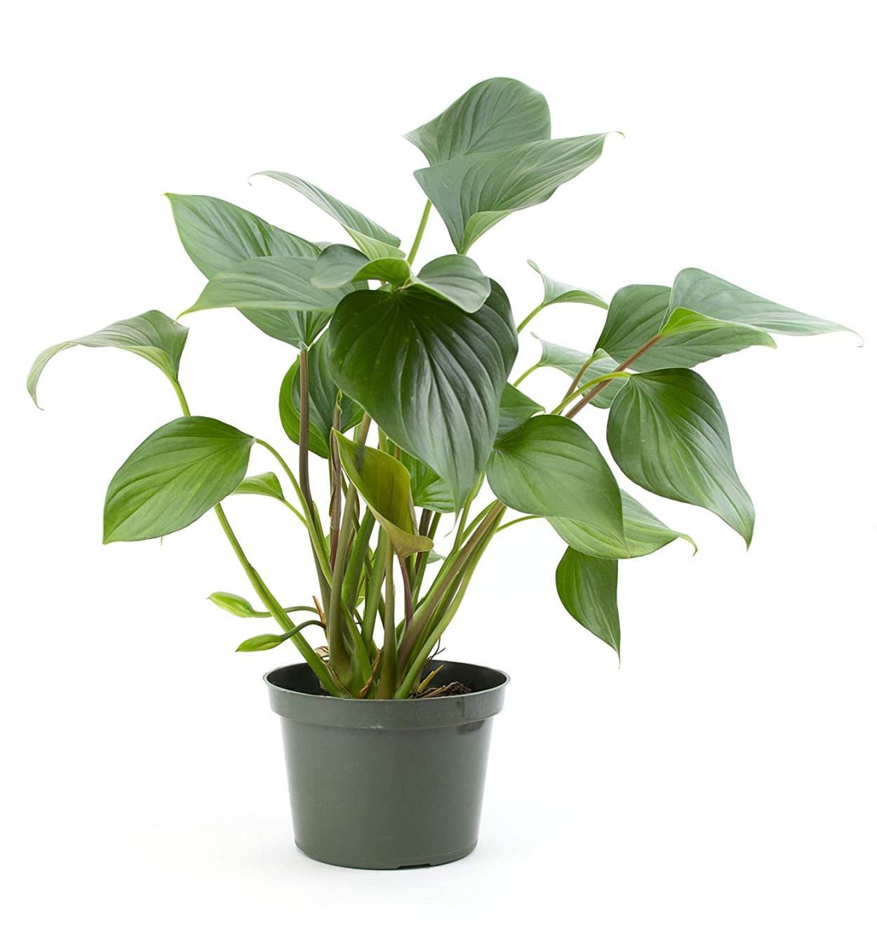 Шизматоглоттис mottleyana