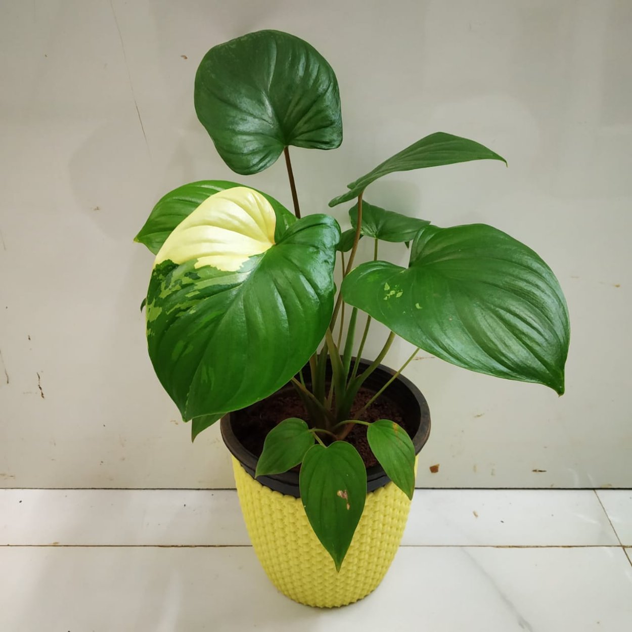 Аглаонема хомаломена