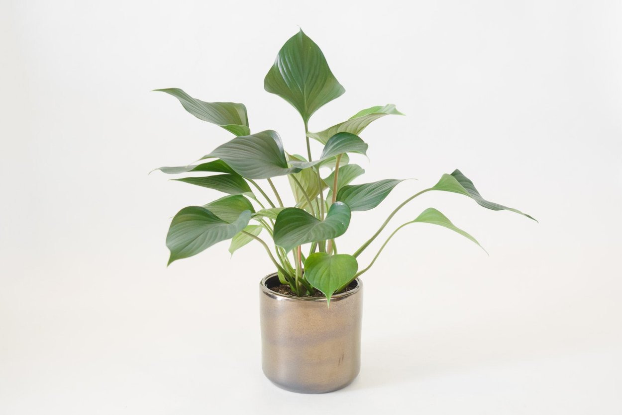 Хомаломена Emerald Gem 14/35