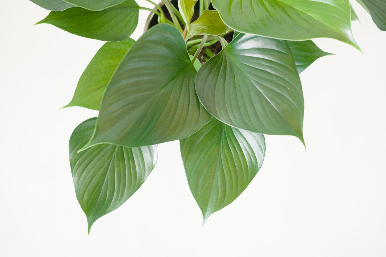 Филодендрон красноватый