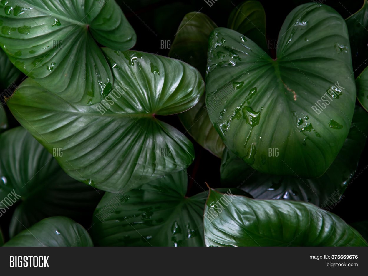 Nautilocalyx lynchii