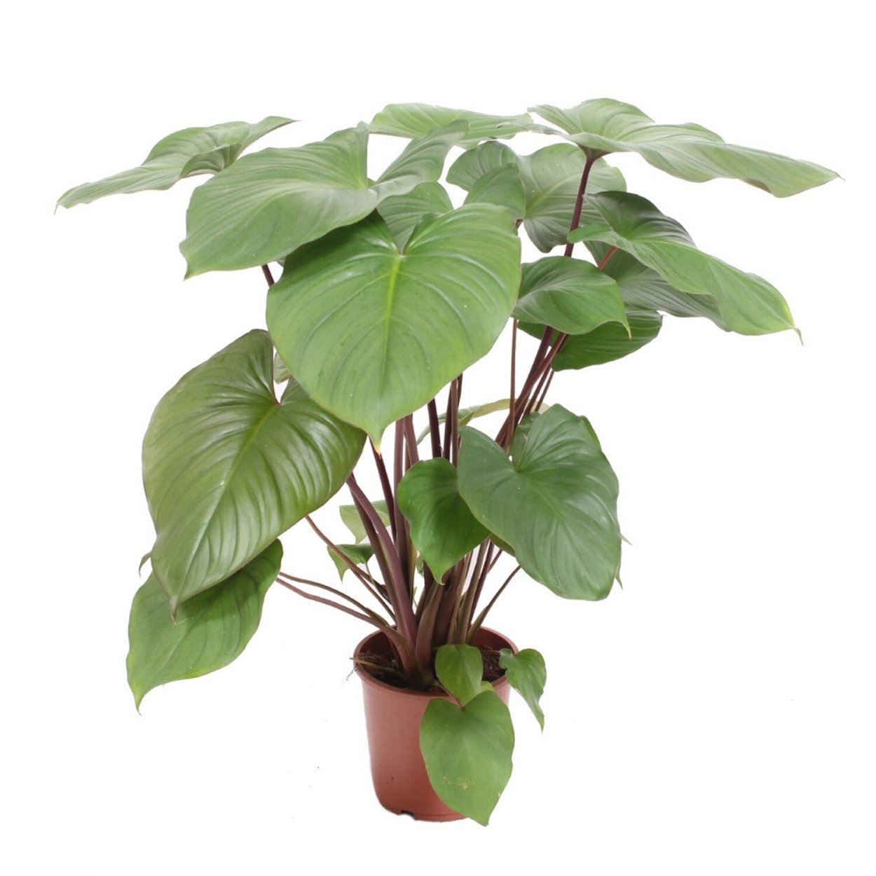 Хомаломена красная