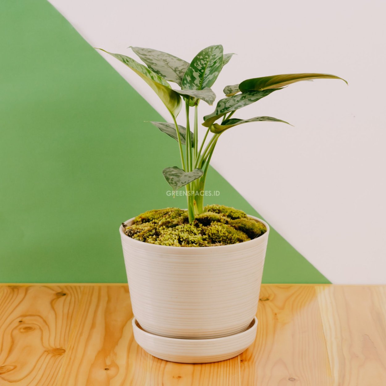 Хомаломена rubescens 'Maggy'