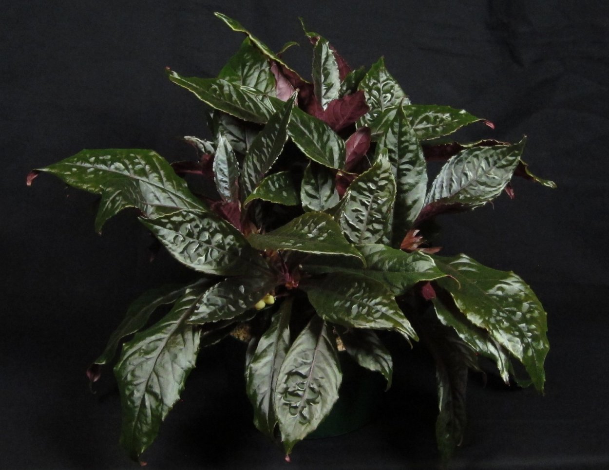 Растение в горшке хомаломена