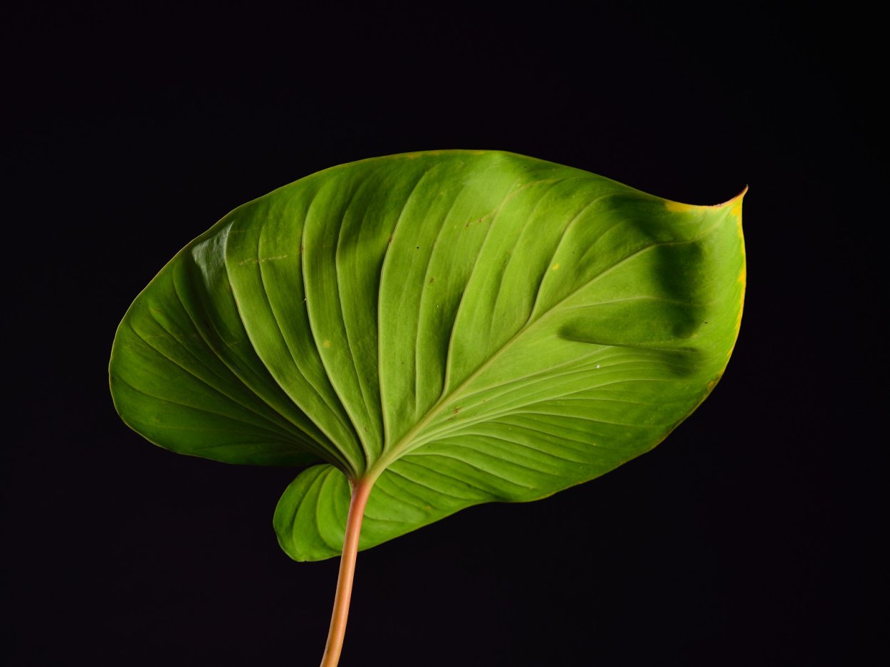 Хомаломена rubescens 'Maggy'