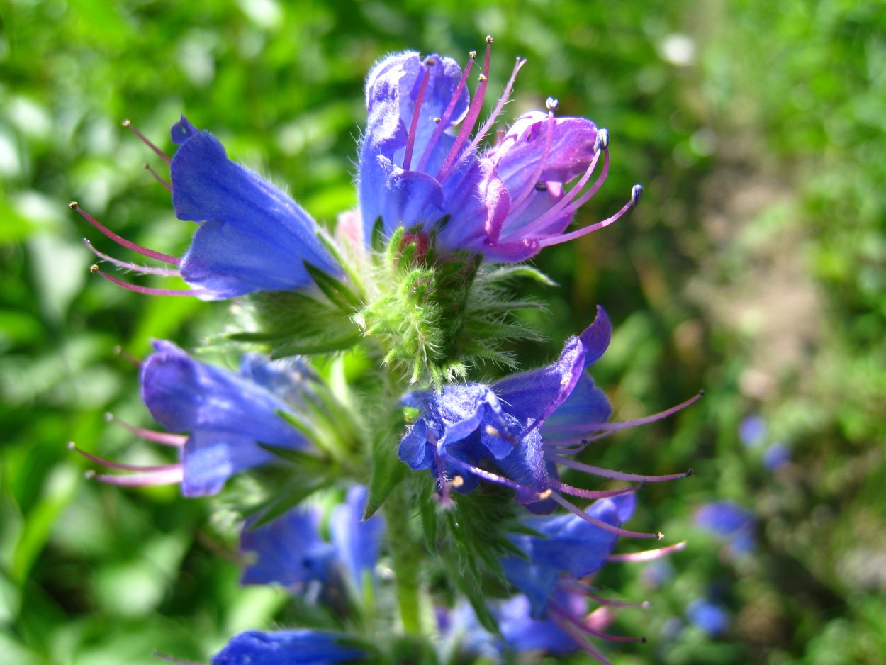 Синяк обыкновенный— Echium vulgare l.