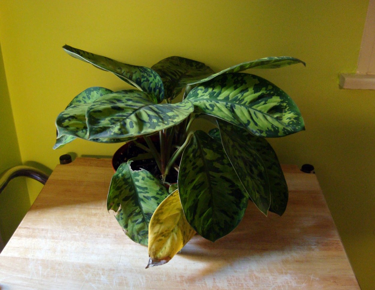 Хомаломена Эмеральд