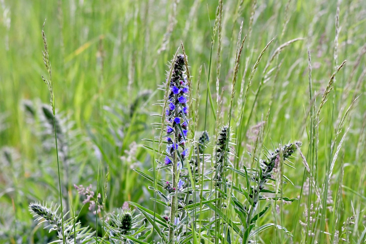 Трава синяк обыкновенный медонос