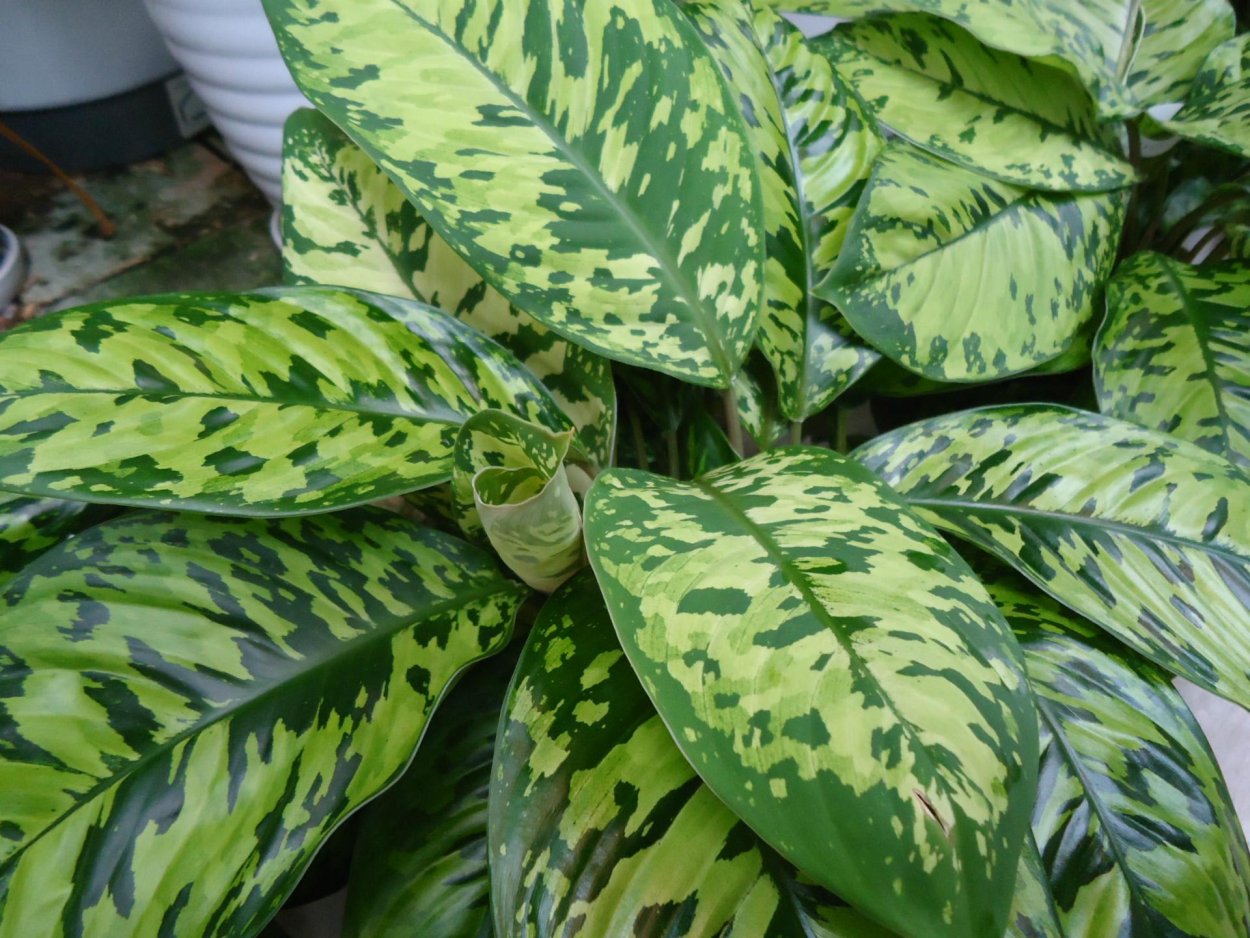 Гомаломена Оккульта