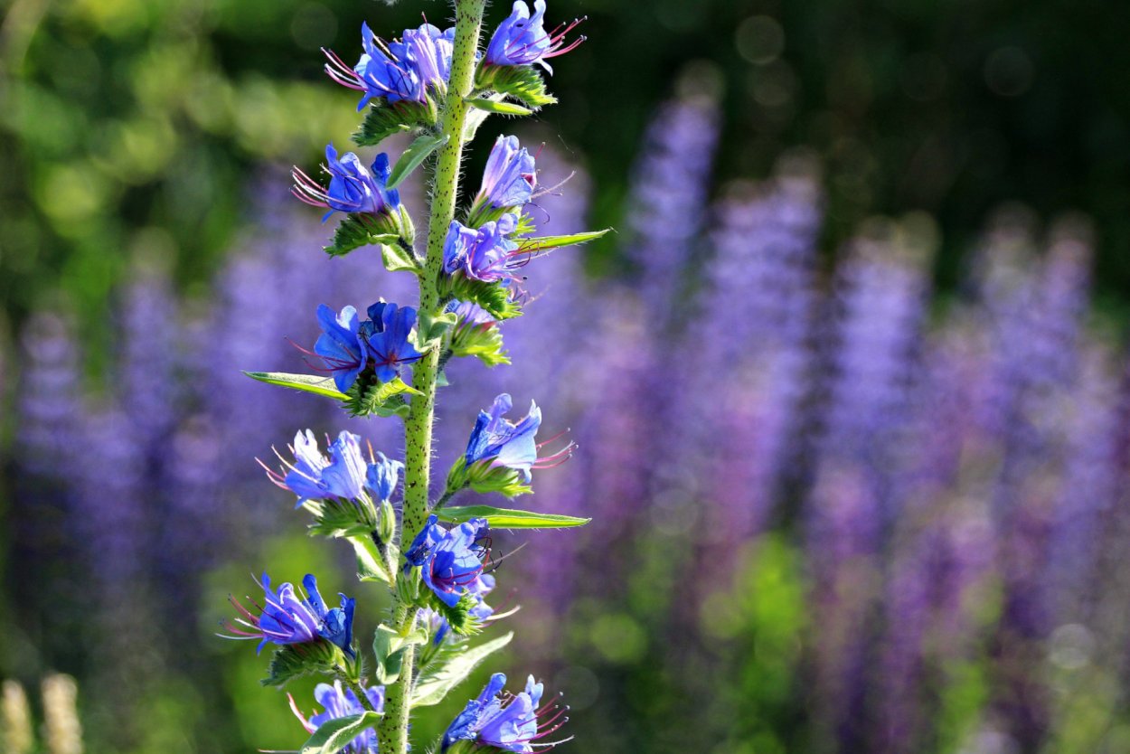 Синяк Воловик