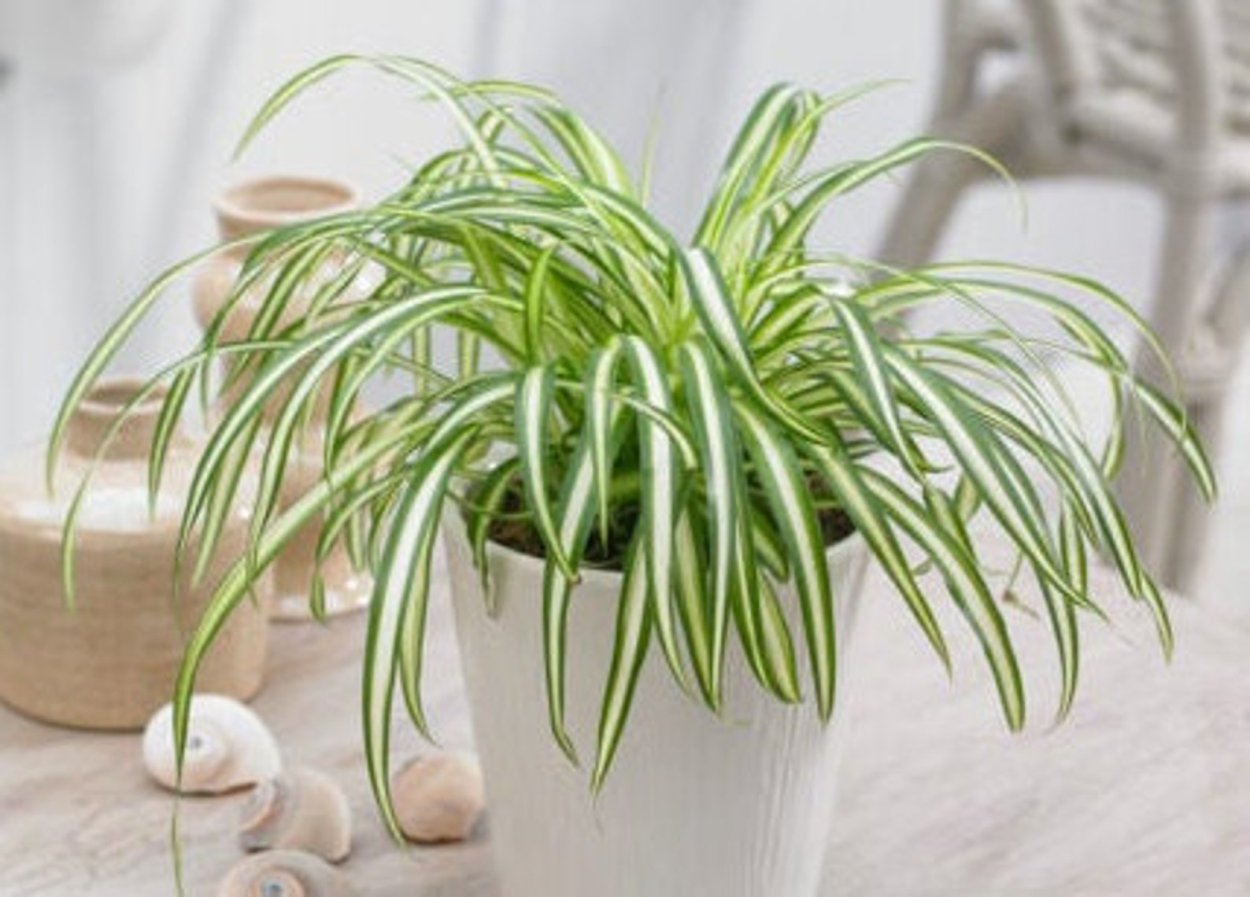 Хлорофитум хохлатый Chlorophytum comosum