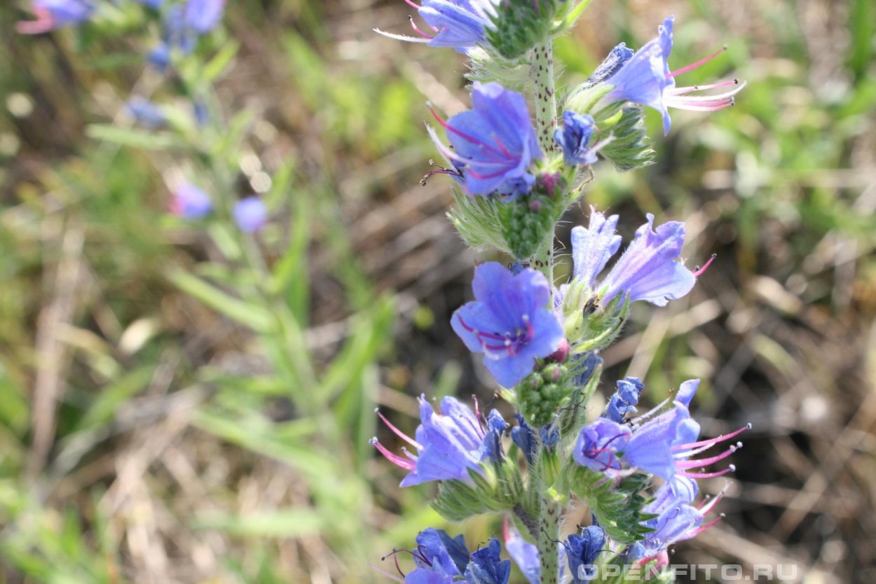 Echium vulgare синяк обыкновенный