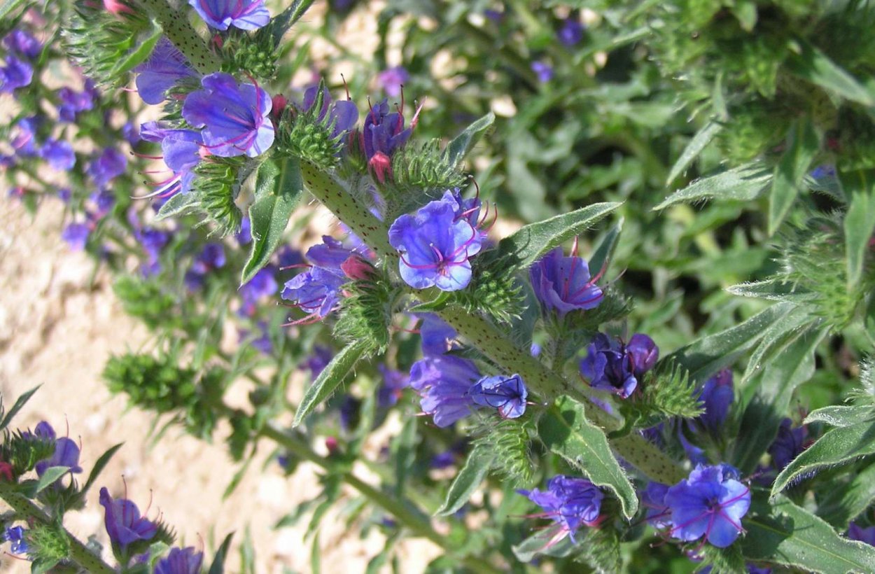 Синяк обыкновенный (Воловик гадючий)