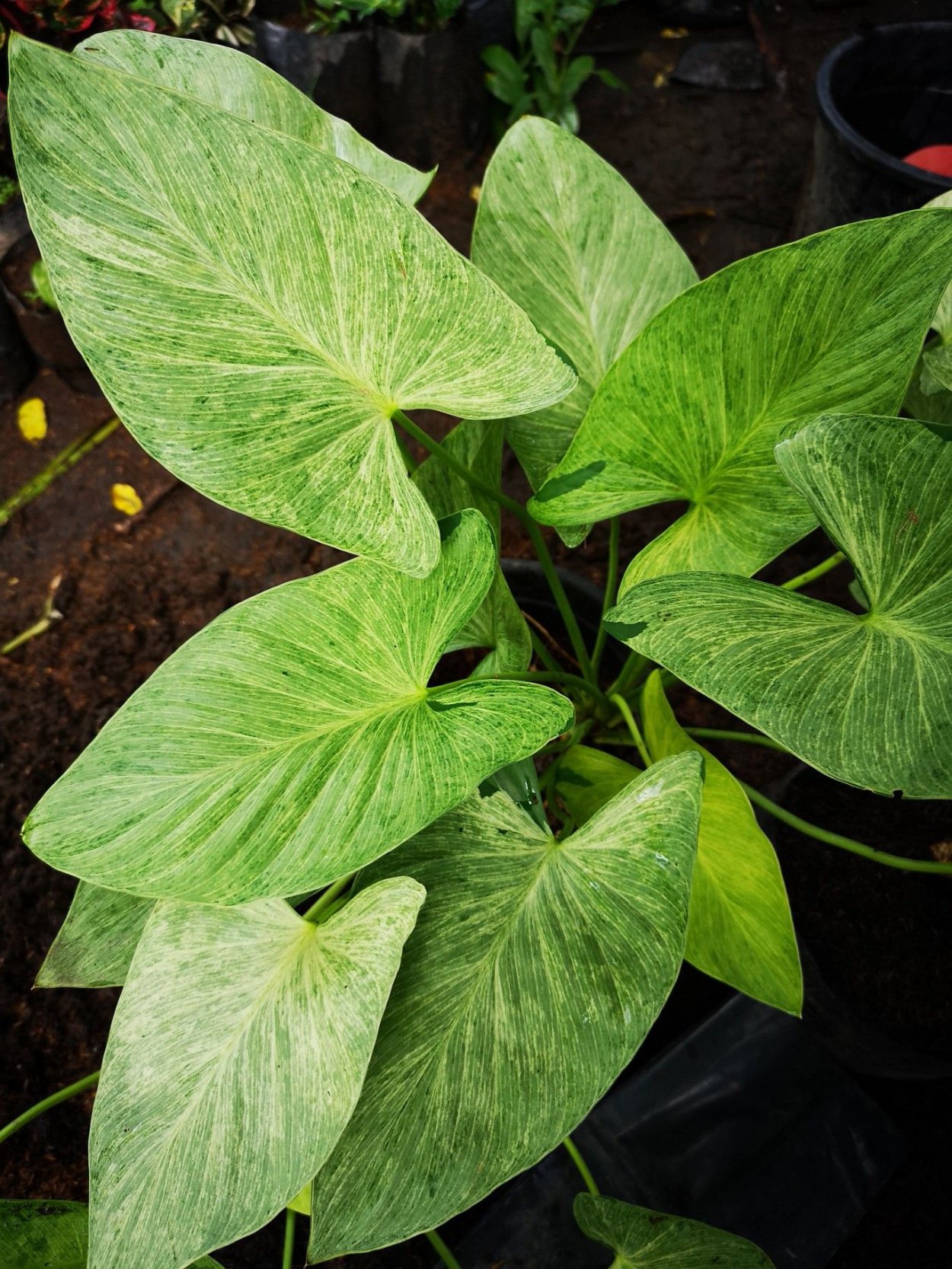 Homalomena Flaming Red