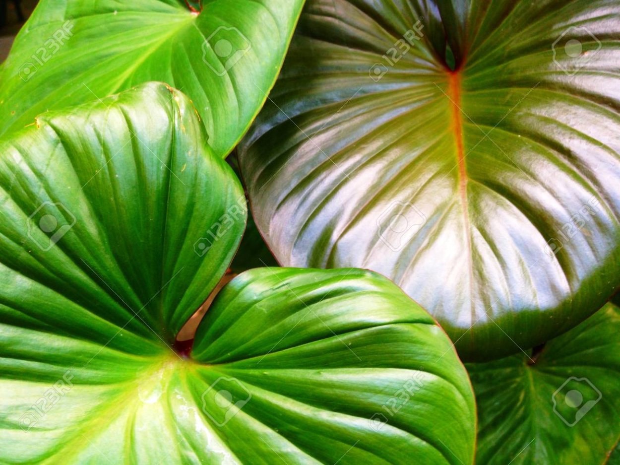 Хомаломена Мэгги