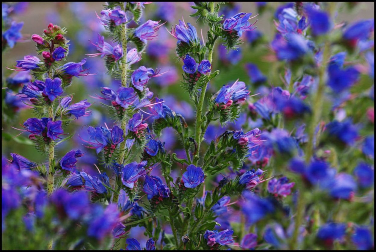 Сидерат синяк обыкновенный