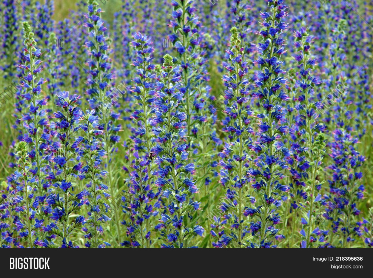 Трава синяк обыкновенный медонос