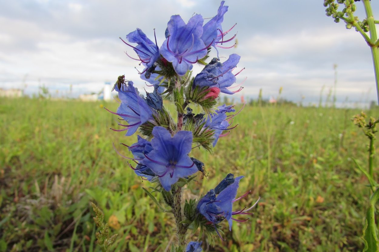 Синяк обыкновенный медонос