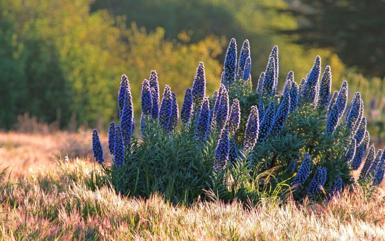 Эхиум обыкновенный