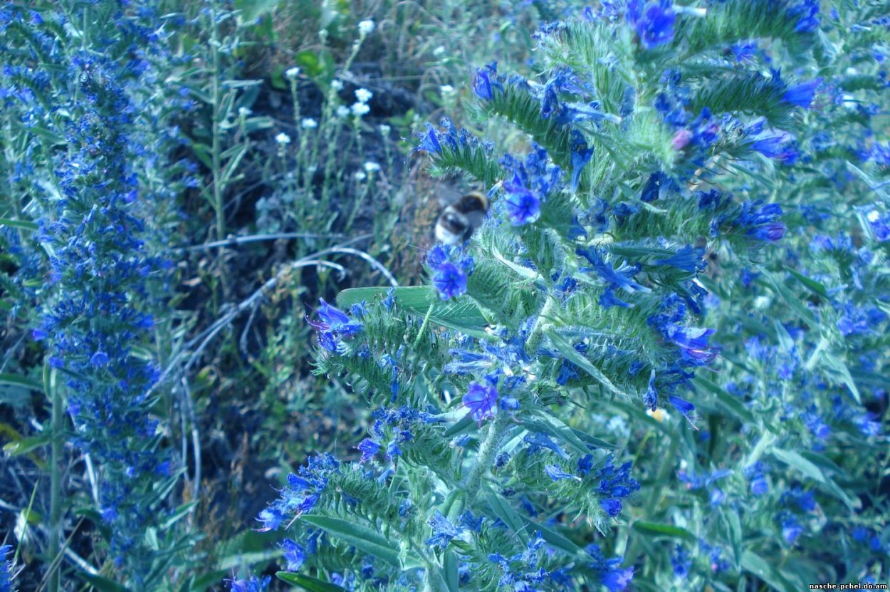 Синяк медонос