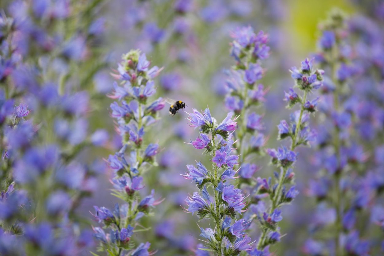 Трава синяк обыкновенный медонос