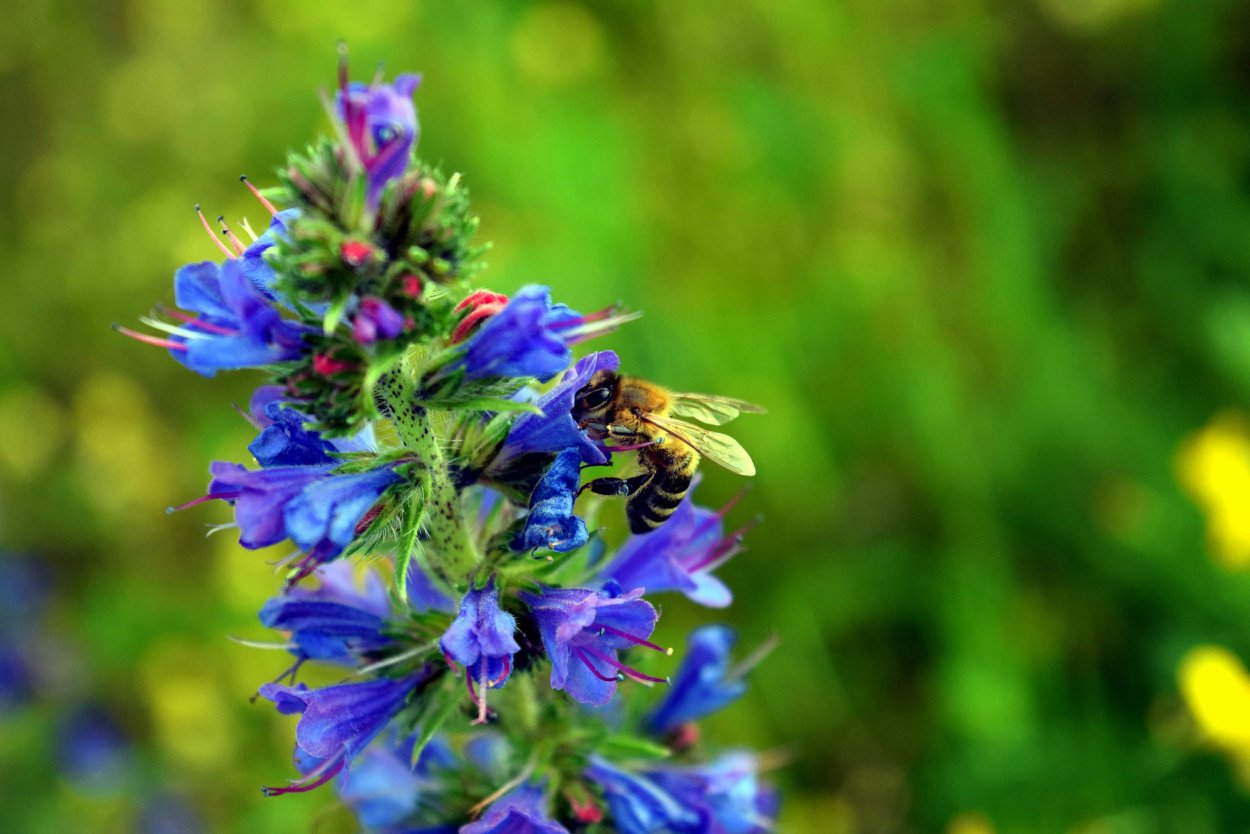 Медонос иссоп лекарственный