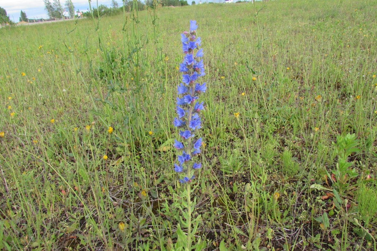 Медонос логотип
